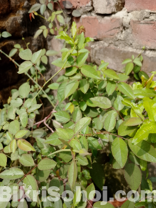 সাদা গোলাপ